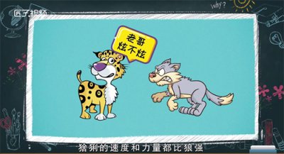 ​狼为什么怕猞猁