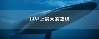 ​世界上最大的蓝鲸