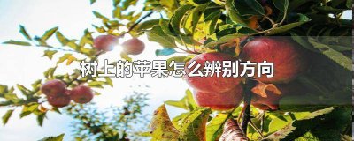 ​树上的苹果怎么辨别方向 树上的苹果怎么辨别方向视频