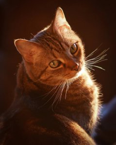 ​科学家深入研究猫胚胎之后 揭开虎斑猫身上独特斑纹的惊人起源