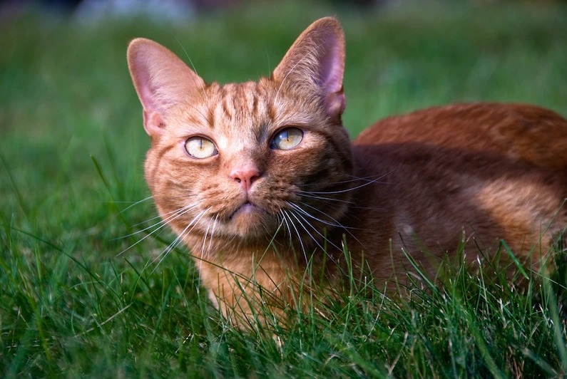 虎斑条纹源自家猫的直系祖先，近东野猫。 PHOTOGRAPH BY TODD GIPSTEIN, NAT GEO IMAGE COLLECTION