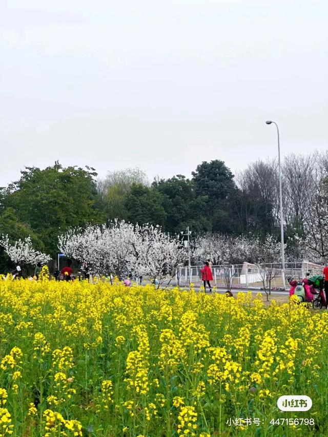 成都适合儿童玩的十大地方（成都必去的十大景点）