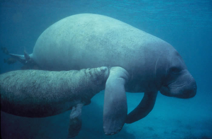 美国海牛. © CC0 / USFWS Digital Library / Trichechus manatus