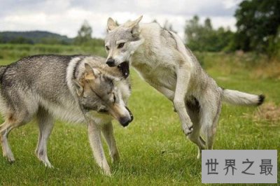​世界十大最贵的狗，有些几乎有价无市！