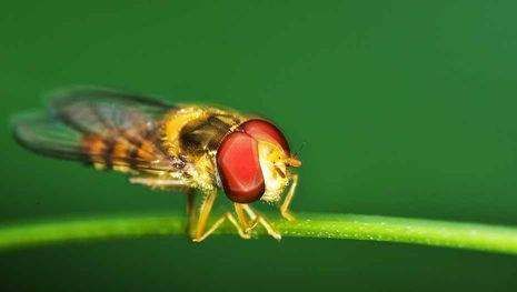 益虫有哪些昆虫,哪些昆虫是益虫图3