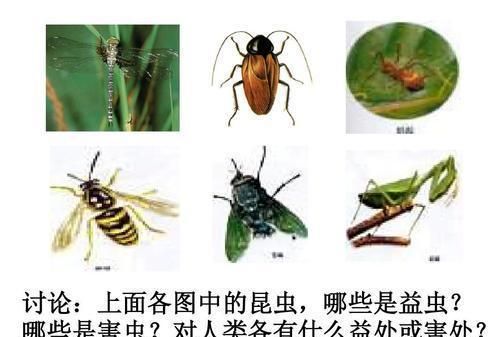 常见的益虫有哪些