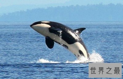 ​生活在南极的八种动物，除了企鹅还有这些生物