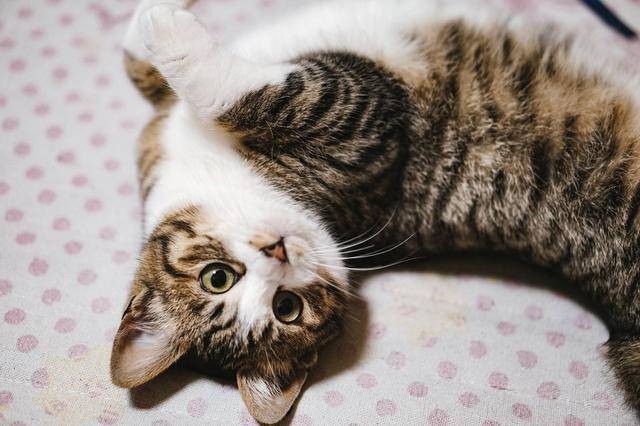 中国十大名猫（中国本土的靓猫个个仙气飘飘）