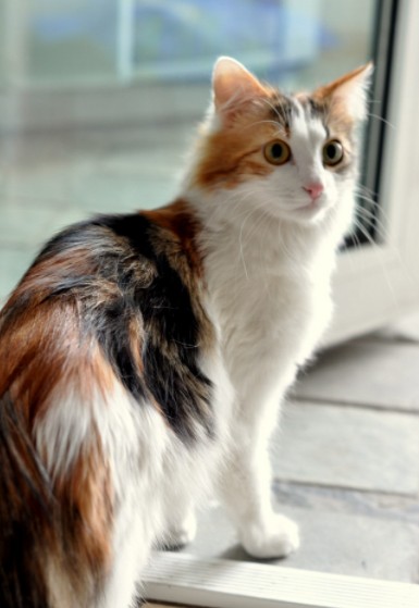 中国十大名猫（中国本土的靓猫个个仙气飘飘）