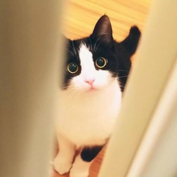中国十大名猫（中国本土的靓猫个个仙气飘飘）