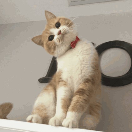 中国十大名猫（中国本土的靓猫个个仙气飘飘）