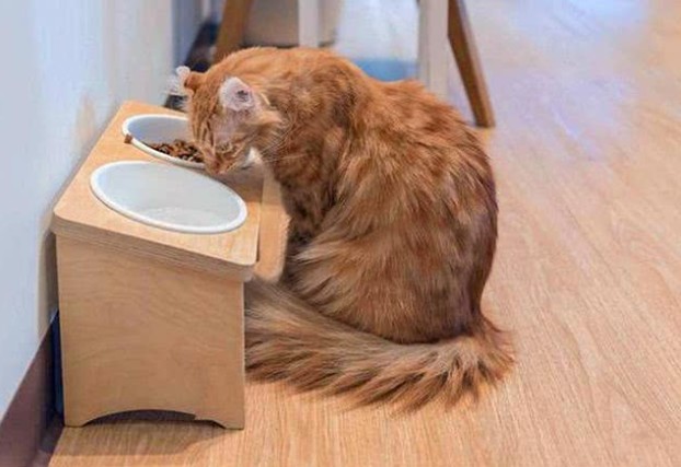 中国十大名猫（中国本土的靓猫个个仙气飘飘）
