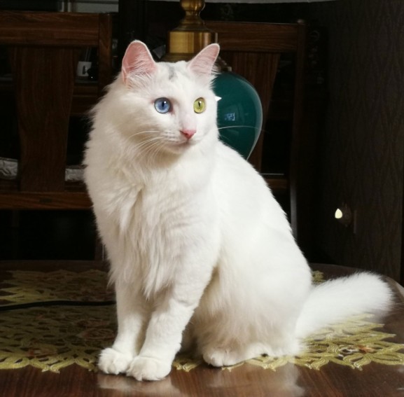 中国十大名猫（中国本土的靓猫个个仙气飘飘）