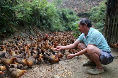 ​村民养的土鸡被眼镜蛇咬过后，就是著名菜肴蛇咬鸡，网友：太残忍