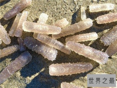 ​火体虫看起来像巨大的角，同时也像一条丝巾