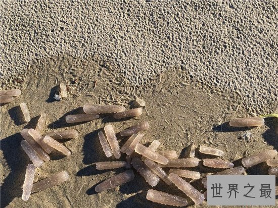 火体虫看起来像巨大的角，同时也像一条丝巾