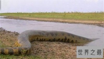 ​世界上最长的蛇有三层楼那么高，可达四五个人的重量