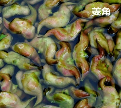 菱角怎么煮好剥壳又好吃
