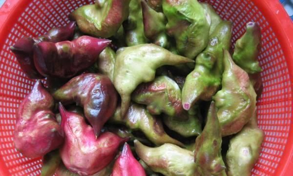 洪湖菱角怎么烧菜