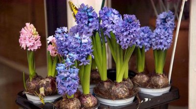 ​世界十大最香的植物 马郁兰榜上有名 风信子荣登榜首