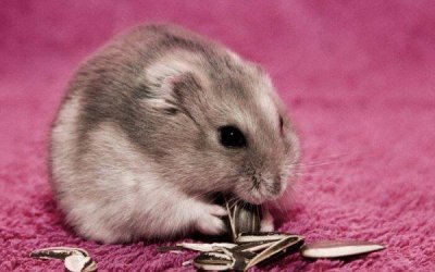 ​世界上最可爱的鼠类：仓鼠外形漂亮性格温和