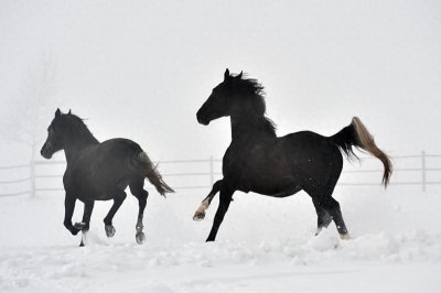 ​乌云踏雪马：一骑绝尘的传奇