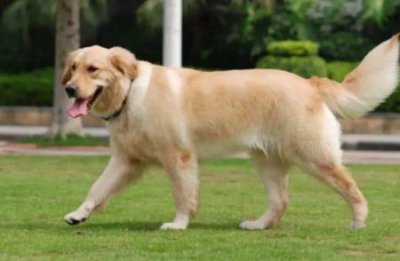 ​喂养边境牧羊犬：选择合适的食物与营养建议