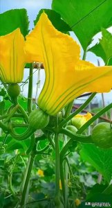 ​分享图片：秋天丰收的季节，菜园子瓜果硕果累累！