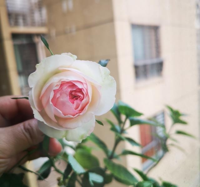 龙沙宝石月季简介(龙沙宝石 月季) 简介 第4张
