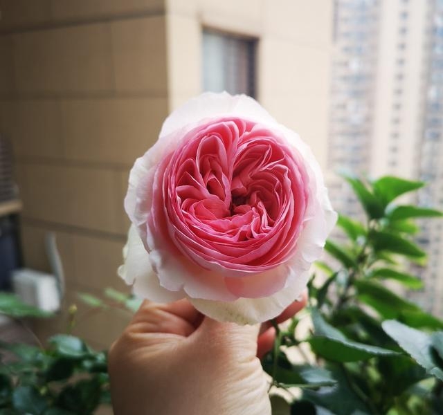 龙沙宝石月季简介(龙沙宝石 月季) 简介 第5张