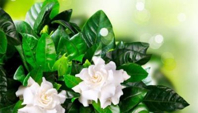 ​花生芽能不能吃有毒花生发芽能不能吃有毒