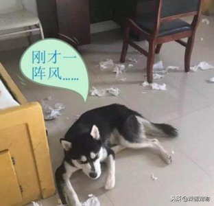​哈士奇把家拆得一塌糊涂，主人拿木棍教训，它却露出无辜的表情