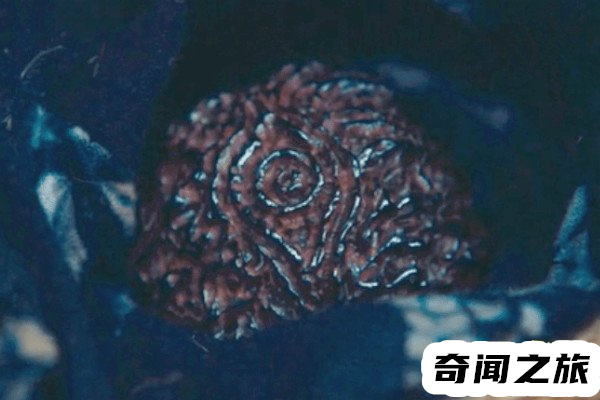 鹧鸪哨寻找雮尘珠(雮尘珠的秘密到底是什么)(3)_