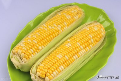 ​国审玉米品种十大名牌排行榜（玉米种子的十大品种）