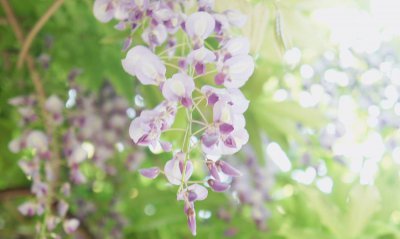 ​紫藤花开了，上海嘉定紫藤公园又迎来了它最梦幻的时刻