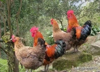 ​想在农村搞养殖的看过来，这些投资小、回本快的项目，值得参考！