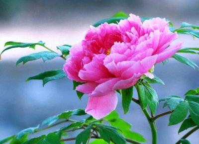 ​家里养什么花最旺财旺人又吉利