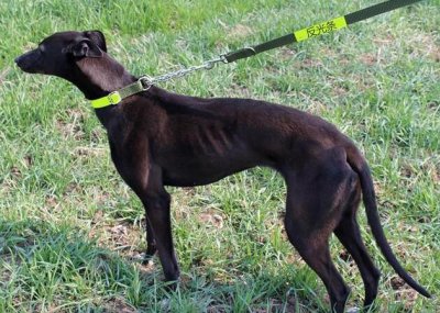 ​如何区分灵缇犬和细狗？