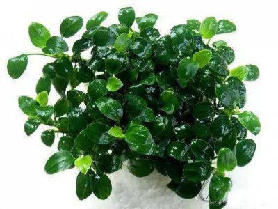 ​常见水草指南（6）-小水榕