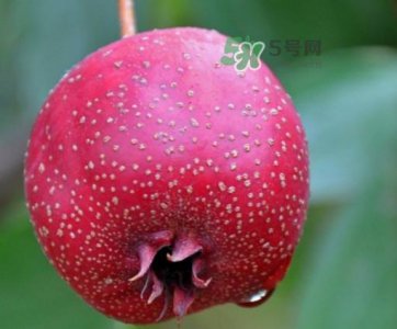 ​山楂是什么季节的水果？山楂几月份成熟
