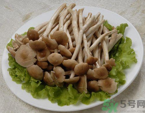 茶树菇可以生吃吗?茶树菇生吃会怎么样
