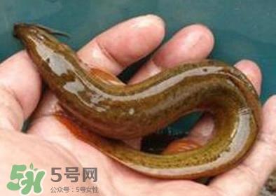 泥鳅死了多久不能吃？泥鳅死了怎么处理