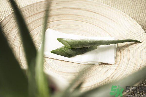 芦荟是凉性的吗？芦荟是凉性还是热性？