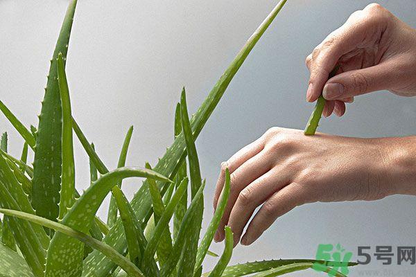 芦荟是凉性的吗？芦荟是凉性还是热性？