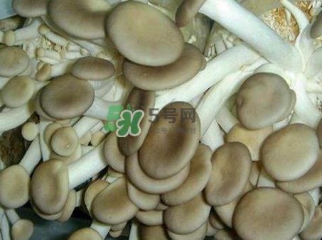 哪些人不能吃秀珍菇？秀珍菇不能和什么同吃？