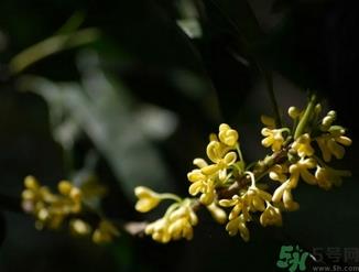 桂花酒的保质期是多少？桂花酒过期了能喝吗？