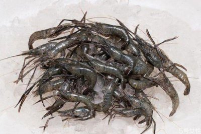 ​活的河虾怎么处理干净 活的河虾怎么保鲜