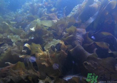 ​海带绿色的好还是黄色的好？海带绿色的比较好吗？