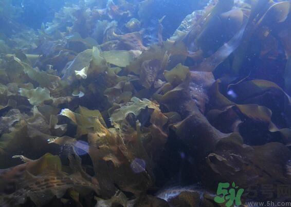 海带绿色的好还是黄色的好？海带绿色的比较好吗？