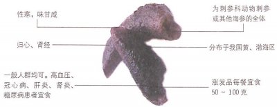 ​海参的功效作用治伤抗感染
